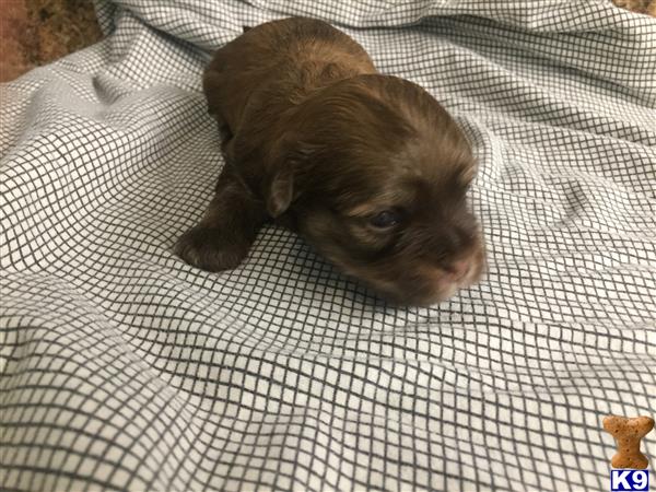 DixieMaeHavanese Picture 1